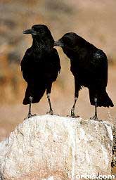 picture of two crows