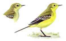 picture of a yellow wagtail