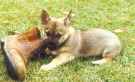Swedish Vallhund, pet, dog, Australia