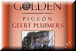 Golden Pigeon - Geert - Nederland