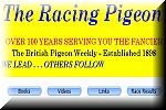 Racing Pigeon - UK