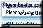Pigeon Racing Basics -  UK