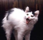 yawning black and white Turkish Van kitten