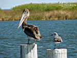 This is a pelican perched on a stump.
