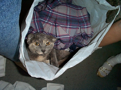 C'mon Now.. It's Time To Let The Cat Outta The Bag!!!