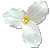 Trillium - Ontario's Official Flower