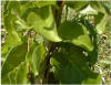 Anredera cordifolia (baselloides)