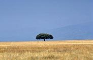 Holm oak    [Click to Zoom]       (C) Foto Ardeidas