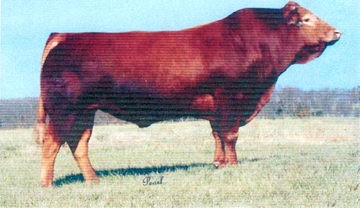 EXLOR POLLED DUTCH, registered Red Polled Limousin