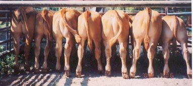 Typy rearends on some weaned Limousin Calves