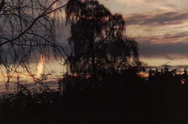 Birken im Abend-Licht