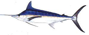 [Large Marlin]
