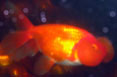 Bubble-Eye Gold Fish 