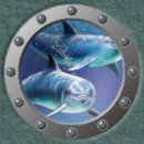 Dolphin Gifts at dolphinladygifts.com