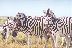 zebra.jpg (15834 bytes)