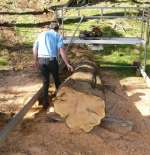 setting up mill around macrocarpa log