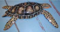 Painted metal sea turtle from Tropical Memories